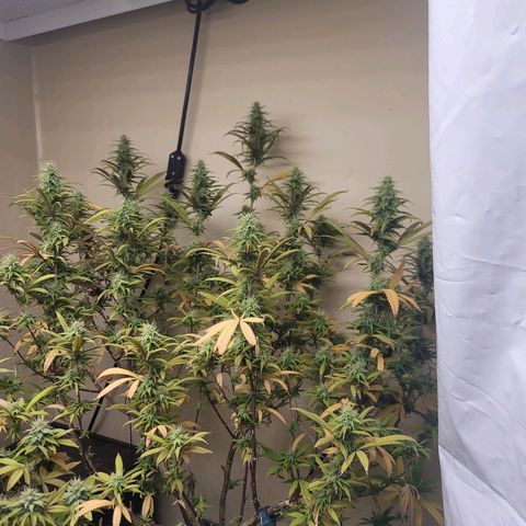 Power Plant 1 growlog timeline photo