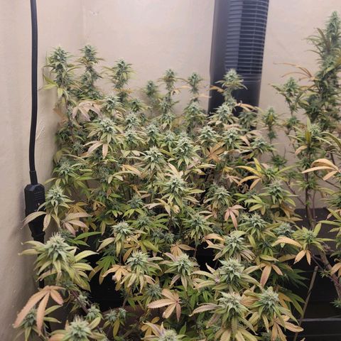 Plural Peach 1 growlog timeline photo