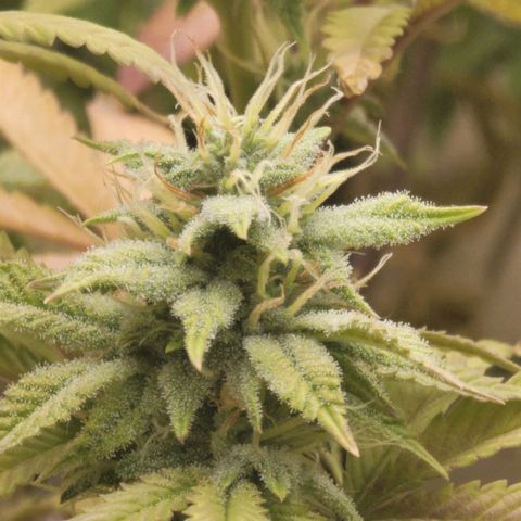 Plural Peach 1 growlog timeline photo