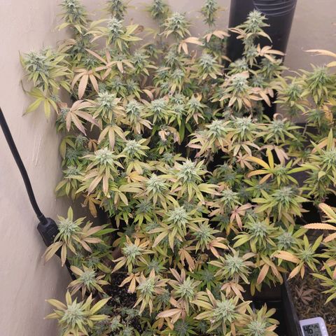 Plural Peach 1 growlog timeline photo