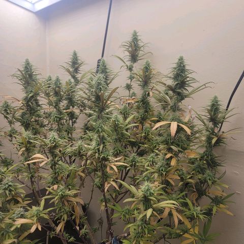 Power Plant 1 growlog timeline photo