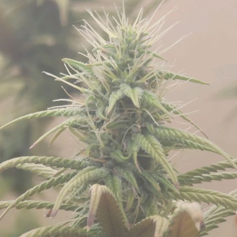 Power Plant 1 growlog timeline photo
