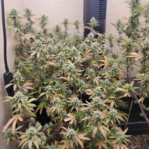 Plural Peach 1 growlog timeline photo