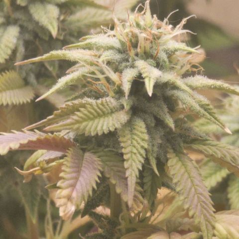 Plural Peach 1 growlog timeline photo