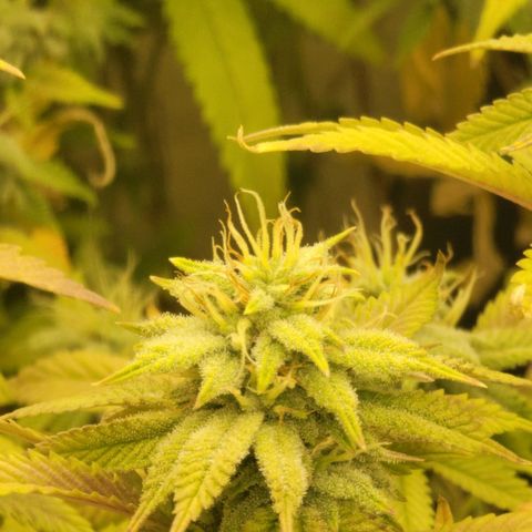 Plural Peach 1 growlog timeline photo