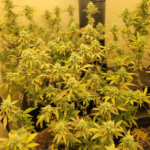 Plural Peach 1 growlog timeline photo