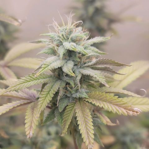 Plural Peach 1 growlog timeline photo