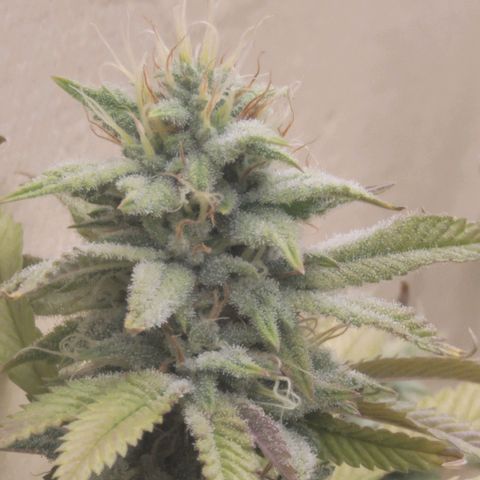 Plural Peach 1 growlog timeline photo