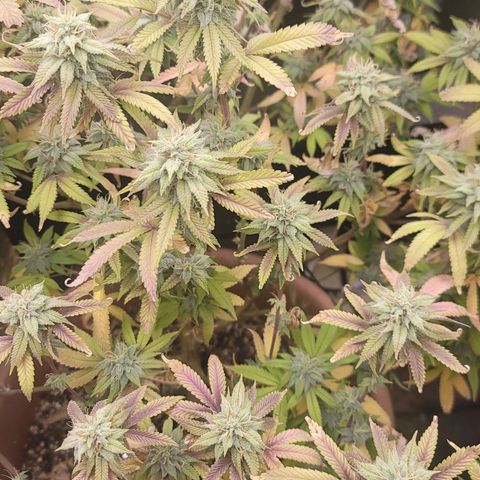 Plural Peach 1 growlog timeline photo