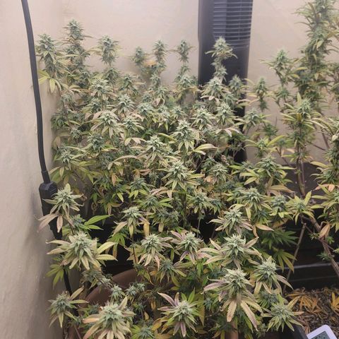 Plural Peach 1 growlog timeline photo