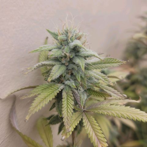 Plural Peach 1 growlog timeline photo