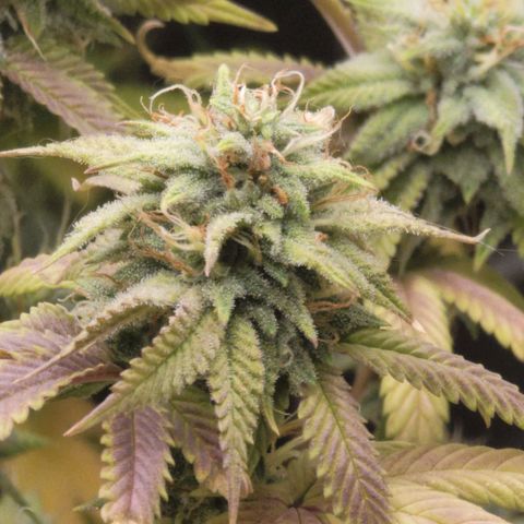 Plural Peach 1 growlog timeline photo