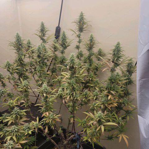 Power Plant 1 growlog timeline photo