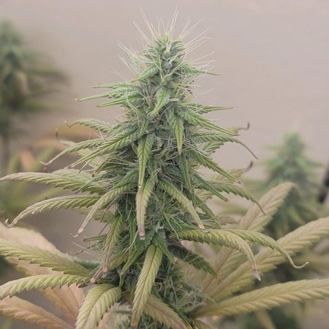 Power Plant 1 growlog timeline photo