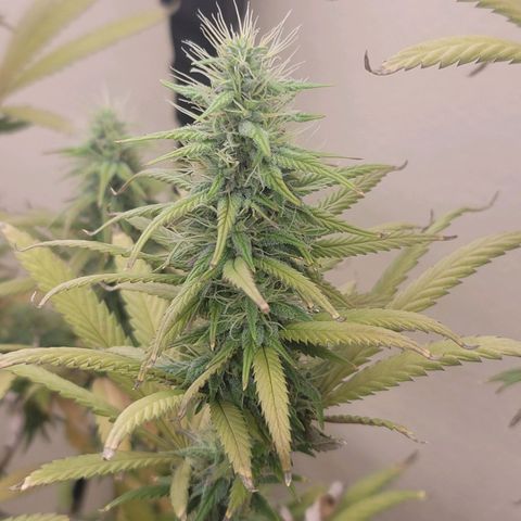 Power Plant 1 growlog timeline photo