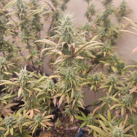 Power Plant 1 growlog timeline photo