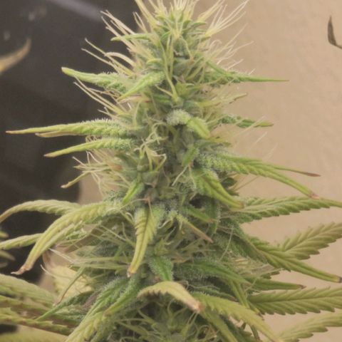 Power Plant 1 growlog timeline photo