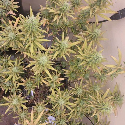 Power Plant 1 growlog timeline photo