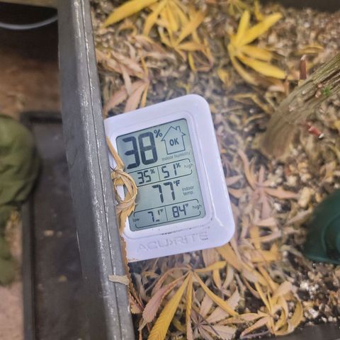 Plural Peach 1 growlog timeline photo