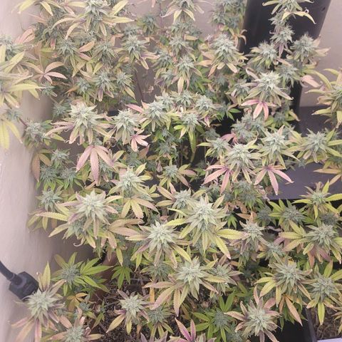 Plural Peach 1 growlog timeline photo