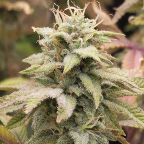 Plural Peach 1 growlog timeline photo