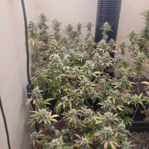 Plural Peach 1 growlog timeline photo