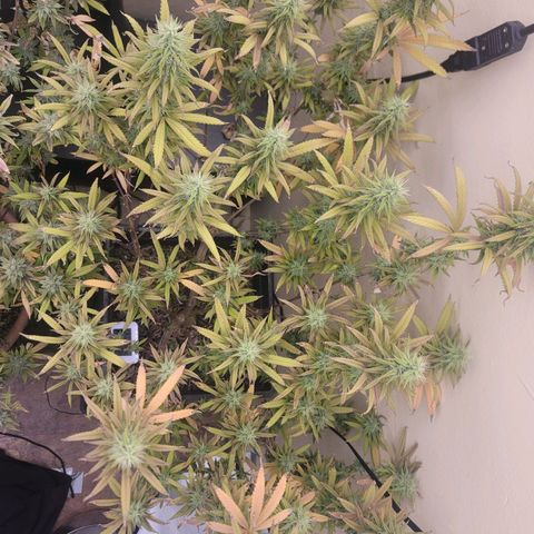 Power Plant 1 growlog timeline photo