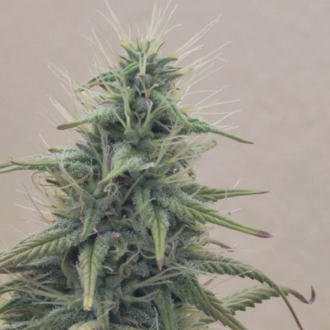 Power Plant 1 growlog timeline photo