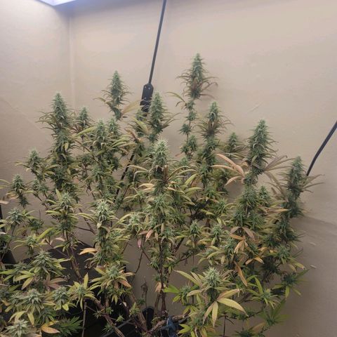 Power Plant 1 growlog timeline photo