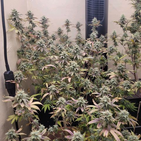 Plural Peach 1 growlog timeline photo