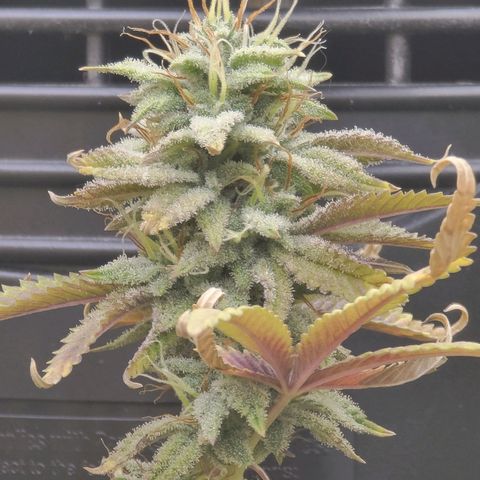 Plural Peach 1 growlog timeline photo