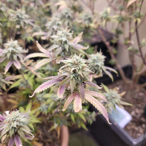 Plural Peach 1 growlog timeline photo