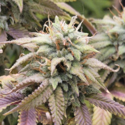 Plural Peach 1 growlog timeline photo