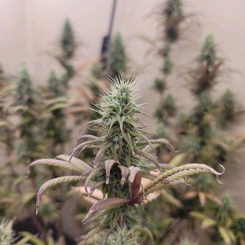 Power Plant 1 growlog timeline photo