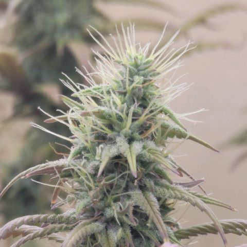 Power Plant 1 growlog timeline photo