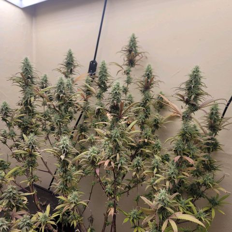 Power Plant 1 growlog timeline photo