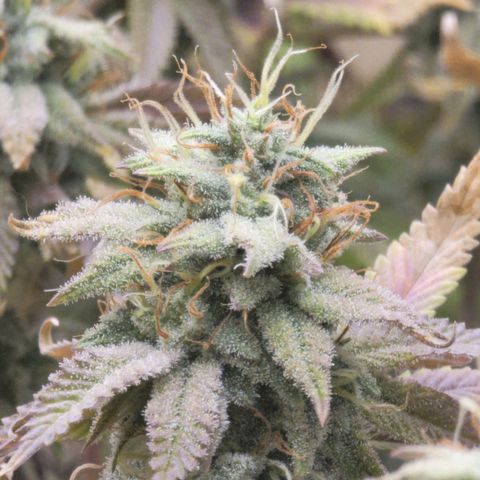 Plural Peach 1 growlog timeline photo