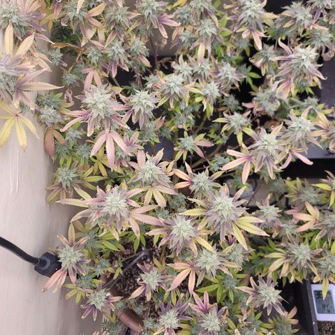 Plural Peach 1 growlog timeline photo