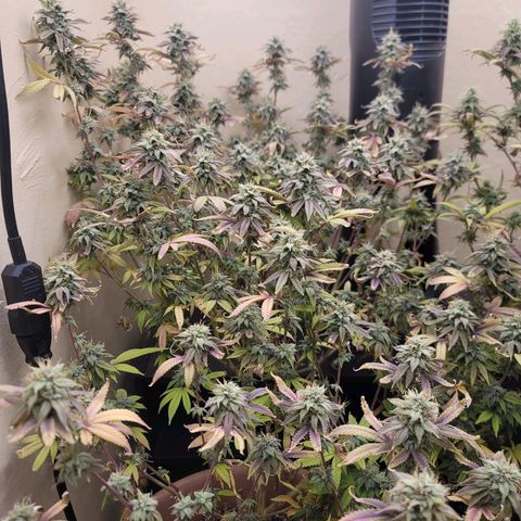 Plural Peach 1 growlog timeline photo