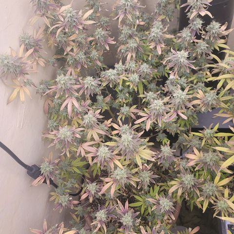 Plural Peach 1 growlog timeline photo