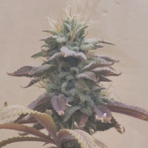 Plural Peach 1 growlog timeline photo