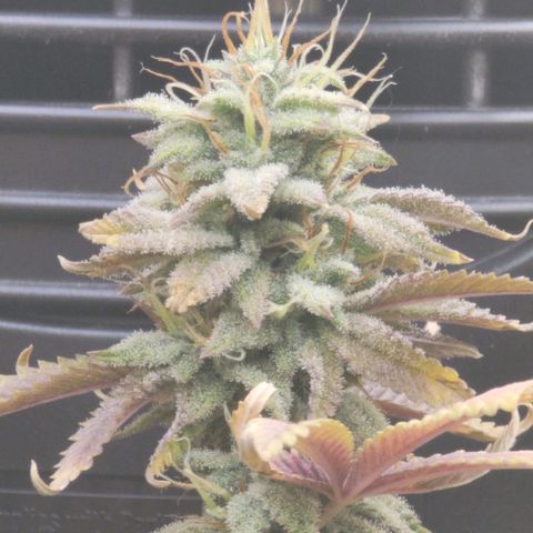 Plural Peach 1 growlog timeline photo