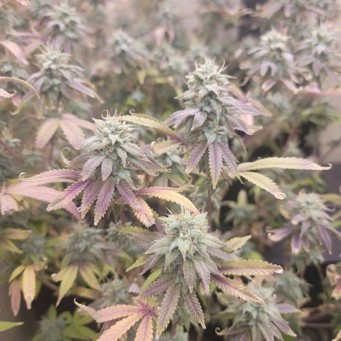 Plural Peach 1 growlog timeline photo