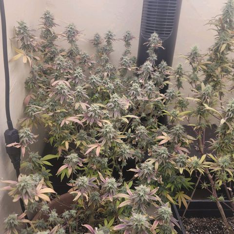 Plural Peach 1 growlog timeline photo