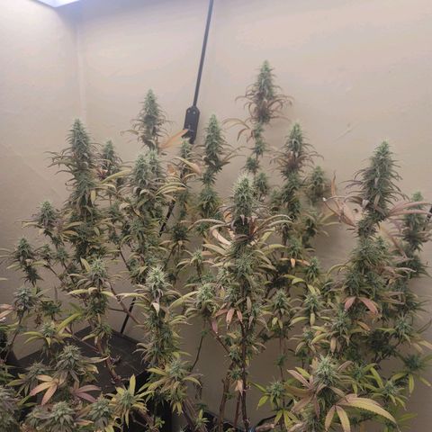 Power Plant 1 growlog timeline photo