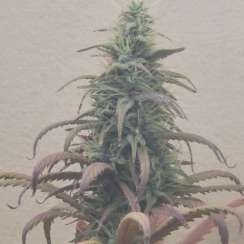 Power Plant 1 growlog timeline photo