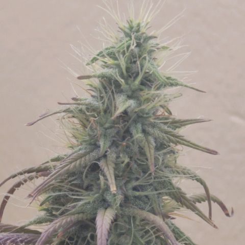 Power Plant 1 growlog timeline photo