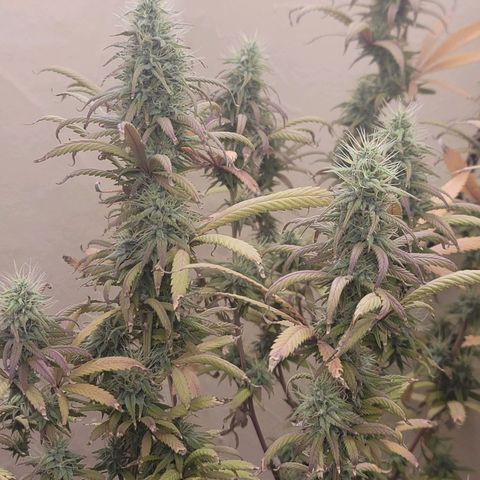 Power Plant 1 growlog timeline photo