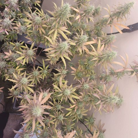 Power Plant 1 growlog timeline photo