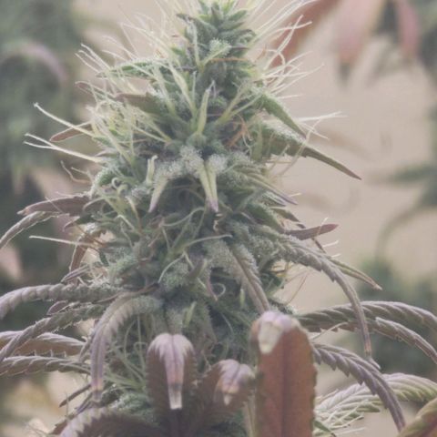 Power Plant 1 growlog timeline photo